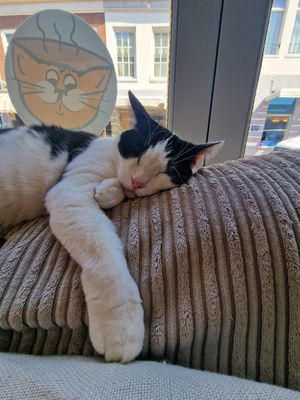  at Jippies Kattencafe in Haarlem
