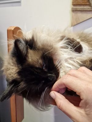  at Jippies Kattencafe in Haarlem