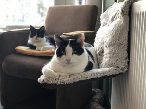 Eva and Spooky at Jippies Kattencafe in Haarlem