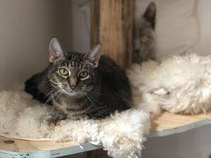 Hanna at Jippies Kattencafe in Haarlem