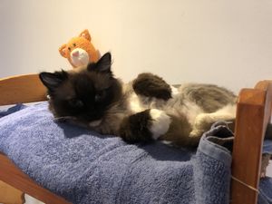 Manouschka at Jippies Kattencafe in Haarlem