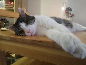 Arie at Jippies Kattencafe in Haarlem