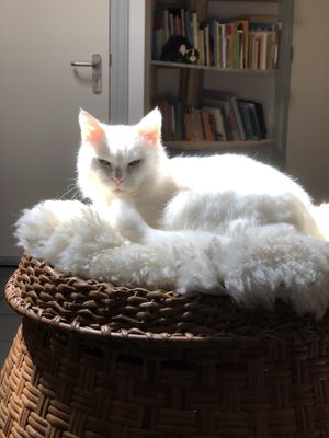 Whitney at Jippies Kattencafe in Haarlem