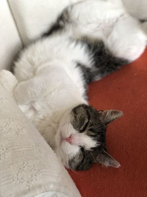 Arie at Jippies Kattencafe in Haarlem