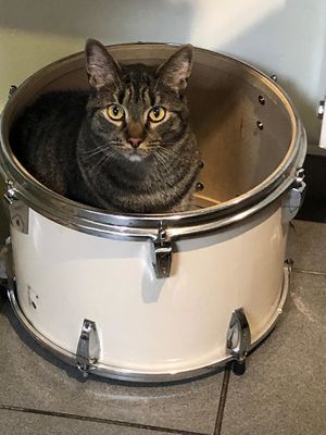 Simba at Jippies Kattencafe in Haarlem