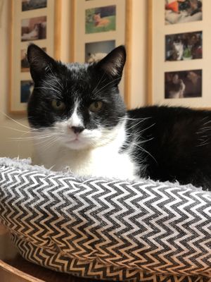 Spooky at Jippies Kattencafe in Haarlem