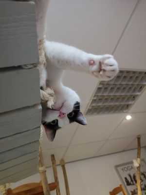 Eva at Jippies Kattencafe in Haarlem