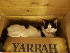 Eva and Yarrah at Jippies Kattencafe in Haarlem