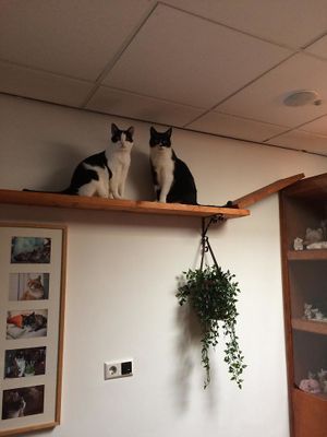 Eva and Spooky at Jippies Kattencafe in Haarlem