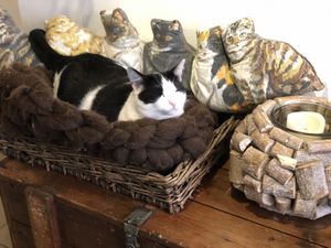 Eva at Jippies Kattencafe in Haarlem