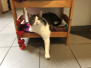 Arie at Jippies Kattencafe in Haarlem