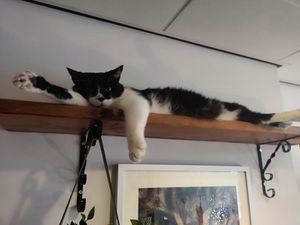 Spooky at Jippies Kattencafe in Haarlem