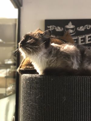 Manouschka at Jippies Kattencafe in Haarlem