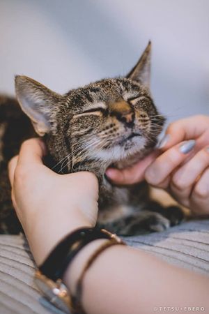 Hanna at Jippies Kattencafe in Haarlem