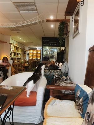 Cute cafe with lots of vegan options!!  at Jippies Kattencafe in Haarlem