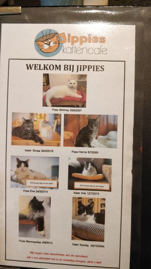 De bewoners at Jippies Kattencafe in Haarlem
