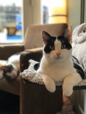 Eva at Jippies Kattencafe in Haarlem