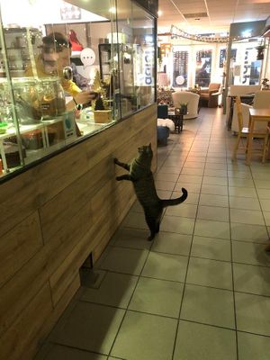 Simba wants a sweet! 🍭 at Jippies Kattencafe in Haarlem