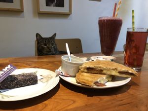 Lunch at Jippies!  at Jippies Kattencafe in Haarlem