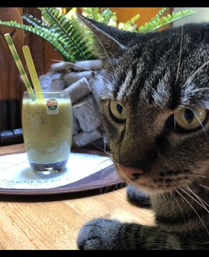 Smoothie Greenchoice with orange jus, Apple and kiwi.  at Jippies Kattencafe in Haarlem
