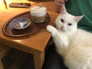 Oatmilk cappuccino and a vat on your lap! at Jippies Kattencafe in Haarlem