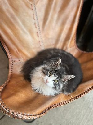 At Ethical Bean, we are also pet friendly at Ethical Bean Company in East London