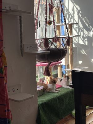 Cats  at Catfetín in Cusco