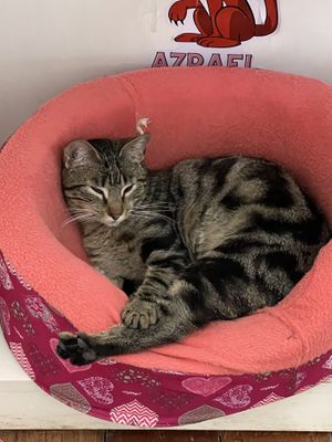 Another cat  at Catfetín in Cusco