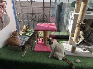 More cats  at Catfetín in Cusco