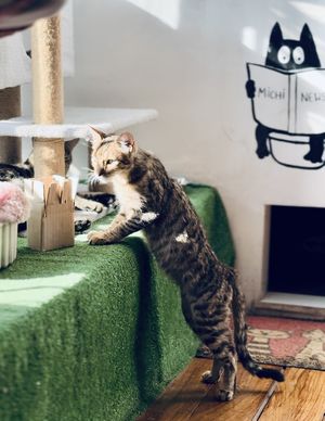   at Catfetín in Cusco