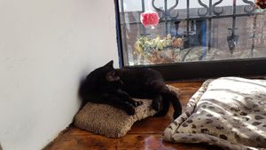 Cat in window at Catfetín in Cusco