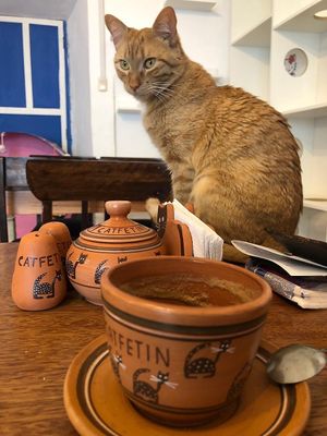 Cat on table at Catfetín in Cusco