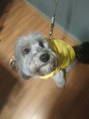 Pet friendly :D at Ramburgui? in Curitiba