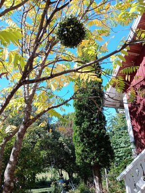 Garden on a sunny day at Klockargårdens Våffleri in Grodinge