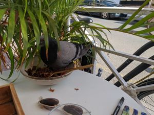 Pigeon at Bali Bowls 2 in Biarritz