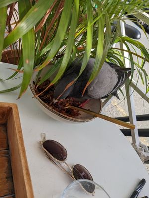 Pigeon 🐦 at Bali Bowls 2 in Biarritz