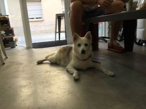 Petfriendly  at Lolín Cafe in Badalona