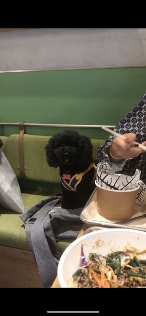 Comfortable visiting with our pet at TREEHOUSE - H Code in Hong Kong Island