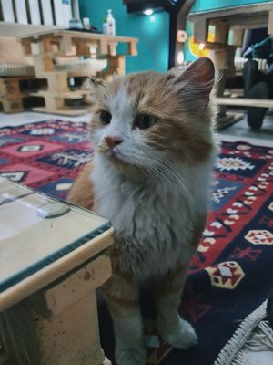  at Bayt Sara in Amman