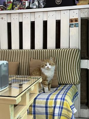 The cutest companion   at Bayt Sara in Amman