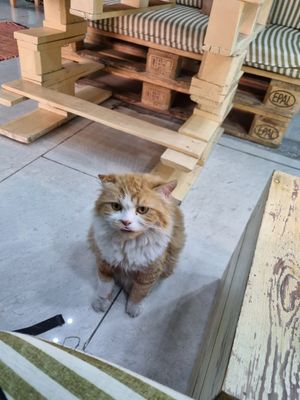 Cat at Bayt Sara in Amman