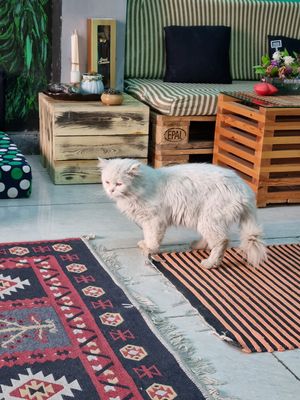 Cat at Bayt Sara in Amman