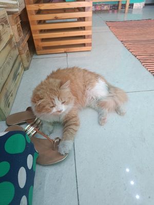  at Bayt Sara in Amman