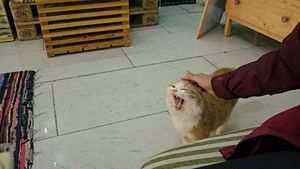  at Bayt Sara in Amman