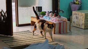  at Bayt Sara in Amman