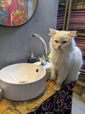 Sleepy the kitty  ❤️ at Bayt Sara in Amman