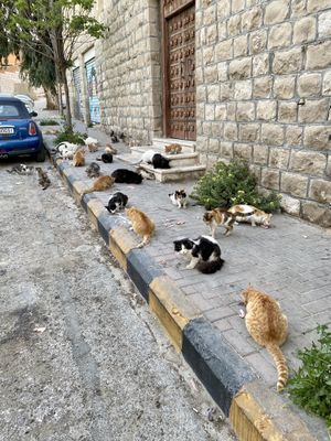 Street cats feeding time   at Bayt Sara in Amman