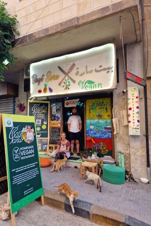 Lots of cats and lovely staff  at Bayt Sara in Amman