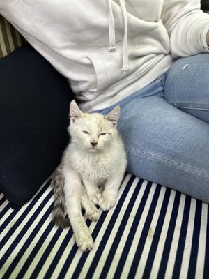 Lucky ❤️  at Bayt Sara in Amman