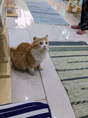 The Owner's cat and kind of the unofficial mascot. at Bayt Sara in Amman